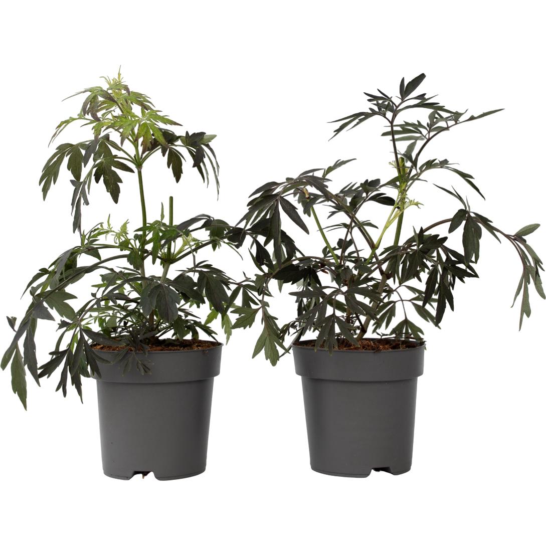 Plant in a Box, Pflanzen, Sambucus nigra 'Black Lace' - 2er Set Holunder (25 cm)