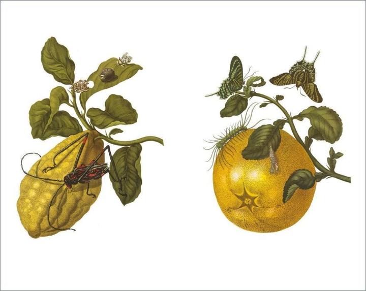 Produktbild Das Insektenbuch (Deutsch, Helmut Deckert, Maria Sibylla Merian, 2015)