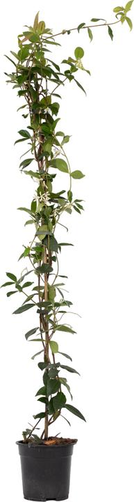 Image du produit Plant in a Box Trachelospermum jasminoides - Jasmin étoilé (120 cm)