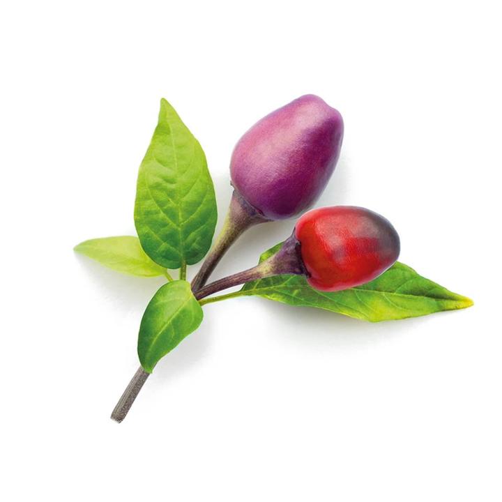 Image du produit Click and Grow Chili violet (Graines de légumes)