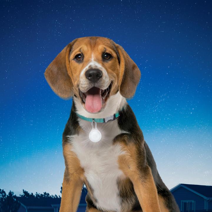 Actual product image Nite Ize SpotLit Collar Light - Disc-O Select (Dog, Walks)