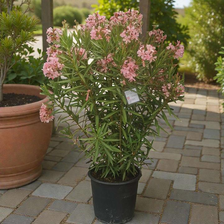 Produktbild Meier Oberzeihen Oleander 50l rosa