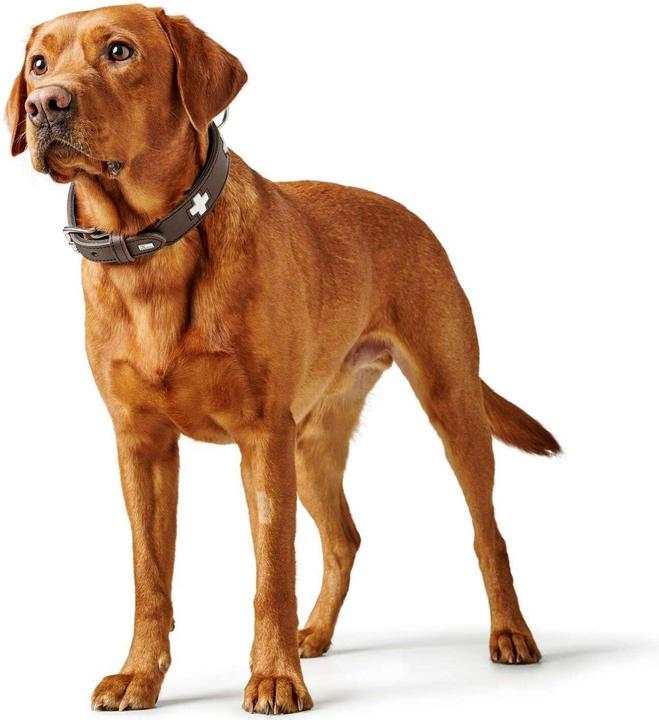 Actual product image Hunter Collar Swiss genuine leather (47, 48, 49, 50, 52, 54, Dog, Walks)