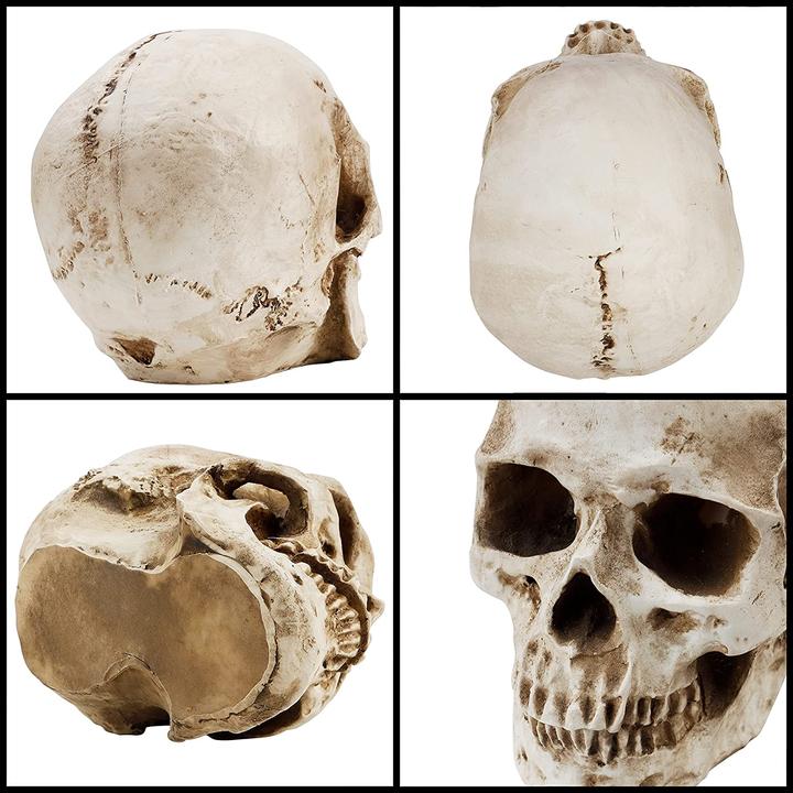 Actual product image Kurtzy Skull