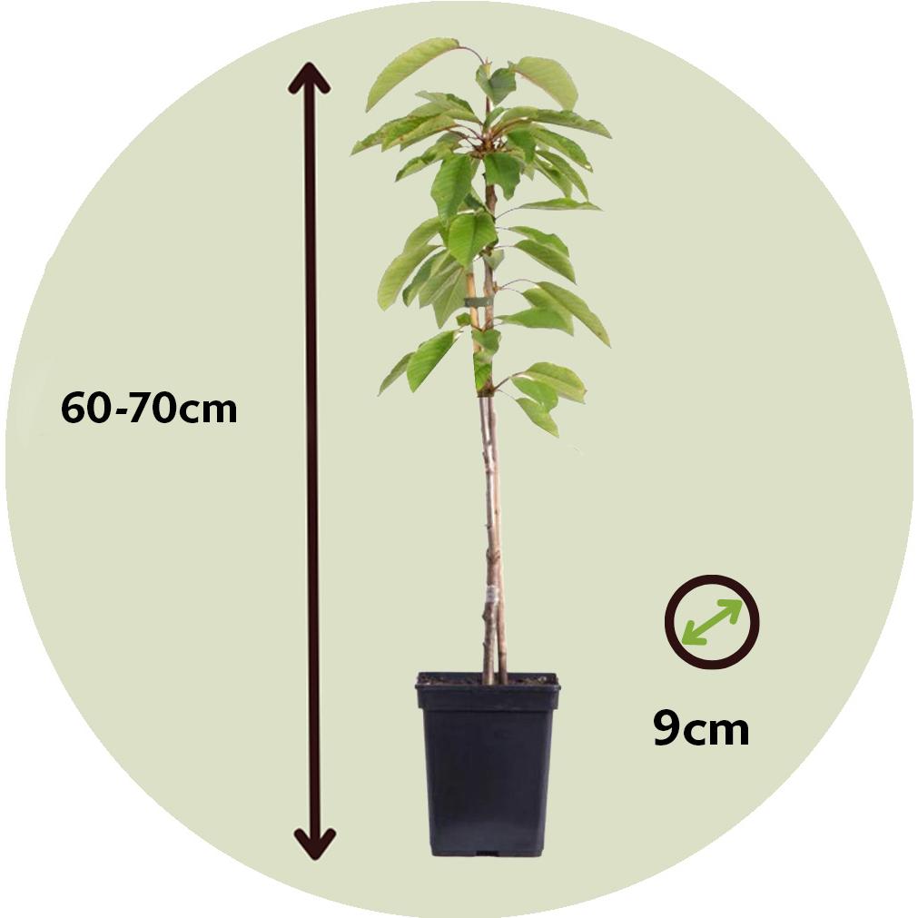 Thumbnail - Plant in a Box, Pflanzen, Malus 'Braeburn', Prunus avium, Pyrus 'Doyenne du Comice', Prunus domestica - (60 cm)
