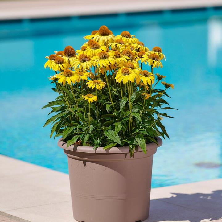 Image du produit Euro3plast Géo (20 cm)