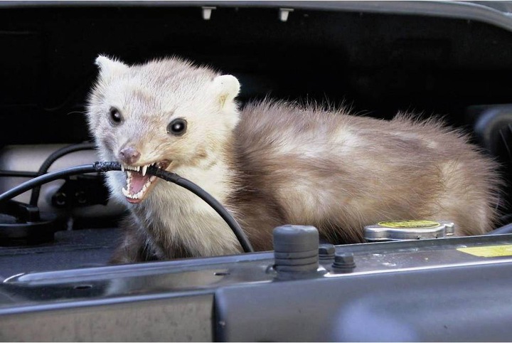 Actual product image Kemo Marten repellent