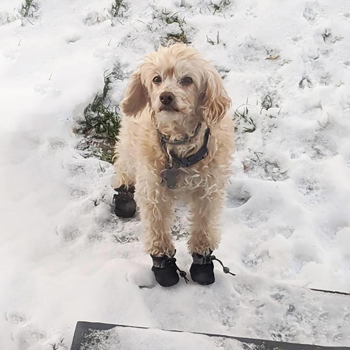 Immagine prodotto Suba Scarpe per cani (M, Scarpe per cani)