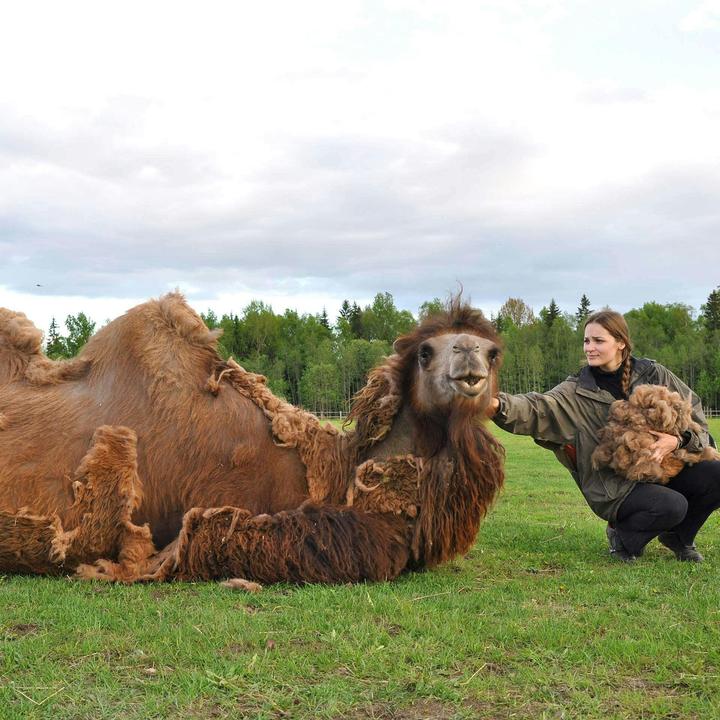 Produktbild Erzstef Dubai Kamelhaar Duvet (1400 g, 160 x 240 cm)