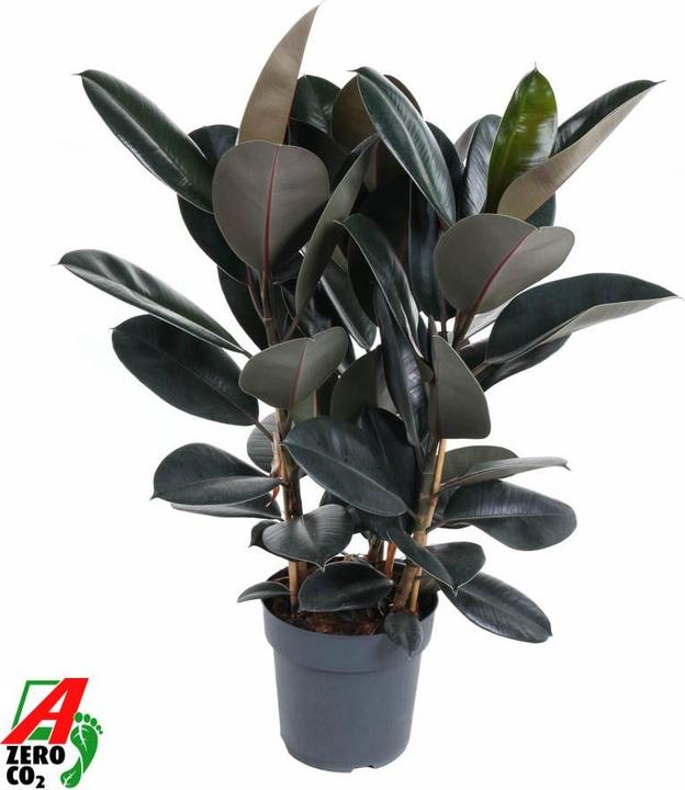 Immagine prodotto Fresca-Plant Ficus Elastica Abidjan (100 cm)