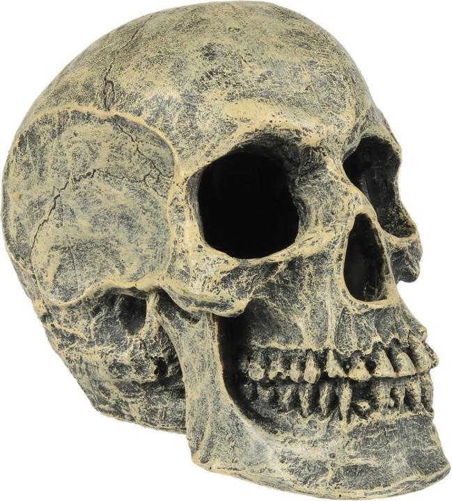 Image du produit EBI Aqua Della Skull Head (Décoration, autres éléments)