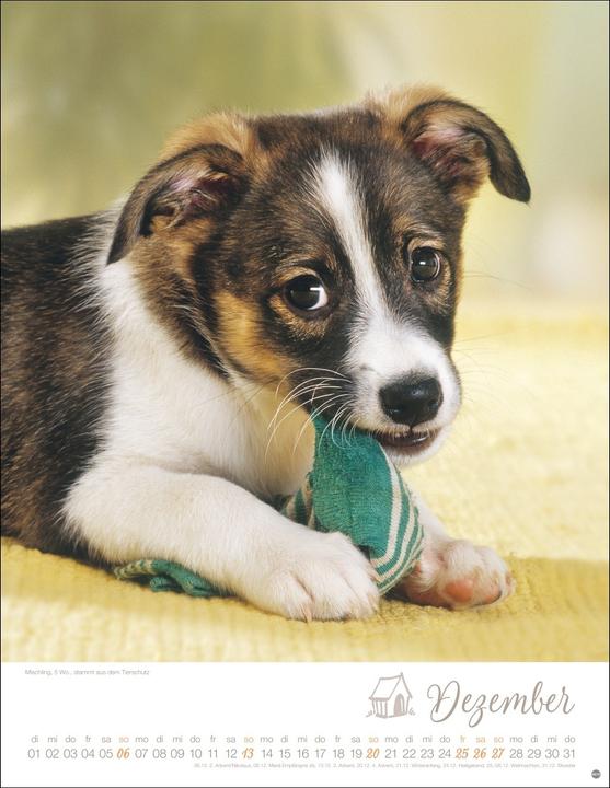 Actual product image Hundekinder Posterkalender 2026