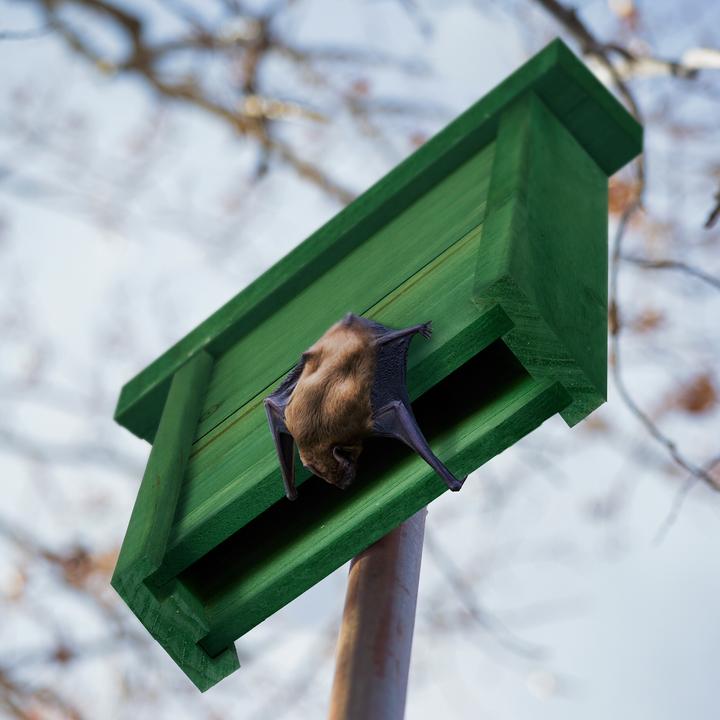 Actual product image Relaxdays Bat box