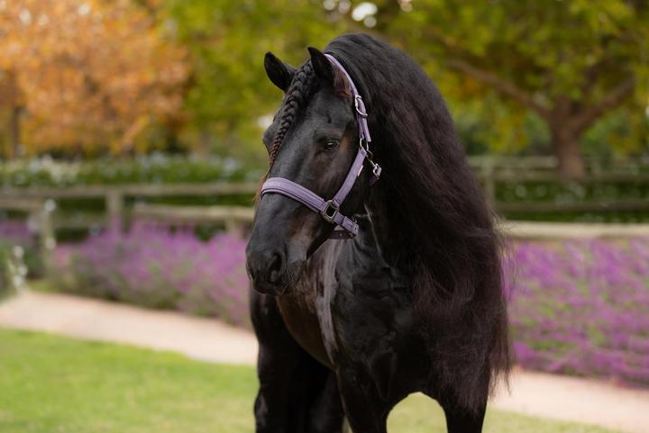 Produktbild LeMieux Finesse