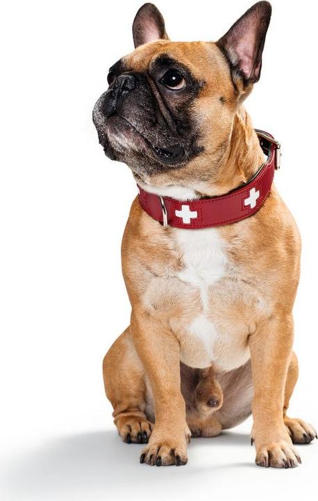 Actual product image Hunter Collar Swiss genuine leather (35, 36, 37, 38, 39, 40, 41, 42, 43, Dog, Dog sport)