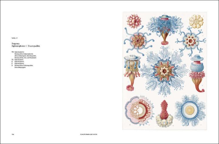 Produktbild Ernst Haeckel (Deutsch, Olaf Breidbach, 2012)