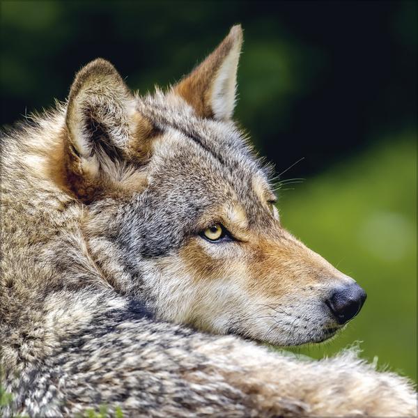 Produktbild Wlfe 2026