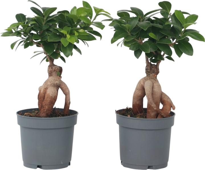 Actual product image Plant in a Box Ficus Microcarpa Ginseng (30 cm)