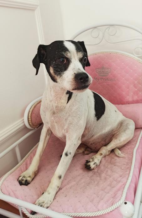 Actual product image Maja von Hohenzollern Micky Adopt Me Plush 18 cm With Plush Bracelt And Story Book With 6 Stories (Language: German And Ro