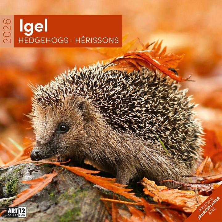 Produktbild Igel Kalender 2026 - 30x30
