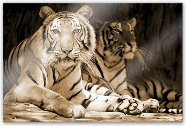 Image du produit Trenddeko Deux tigres royaux du Bengale (120 x 75 cm)