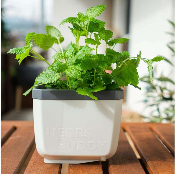 Actual product image Gusta Garden Herbs Buddy (16 x 16.30 x 14.50 cm)