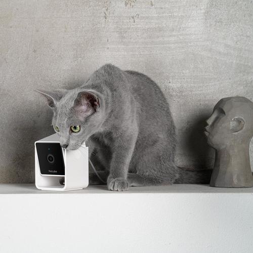 Immagine prodotto Petcube Telecamera per animali domestici (Catmint giocattolo)