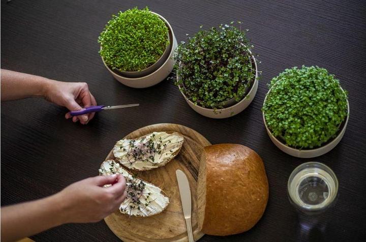 Actual product image Plastia Keimsprosskit Urbalive für Microgreens (16 x 7.70 cm)