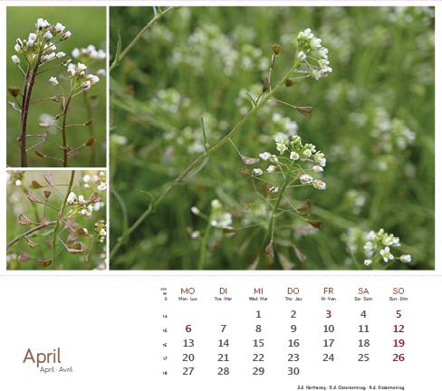 Produktbild HeilpfanzenrundumdenBodensee2026