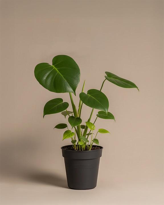 Image du produit feey Monstera (40 cm, Fraîchement rempotés)