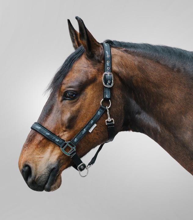 Image du produit Waldhausen Licol pour cob avec déco petits chevaux
