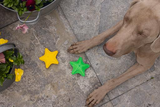 Immagine prodotto Beeztees Stella marina