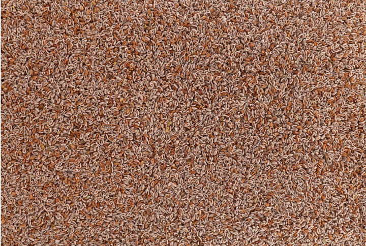 Produktbild Vitana Hunde-Nahrungsergänzung Indische Flohsamen, 150 g (1 Stk., 150 g)