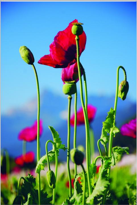 Produktbild Zollinger Bio Mohn, Karminroter (einjährig) (Keimlinge)