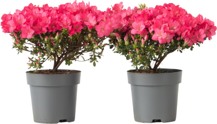 Produktbild Plant in a Box Rhododendron azalea 'Anouk' - 2er Set Azalee (25 cm)