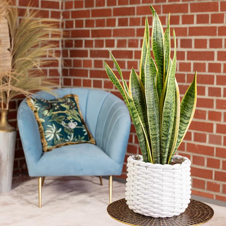 Produktbild Flowerbox Bogenhanf - Sansevieria trifasciata Laurentii (65 cm)