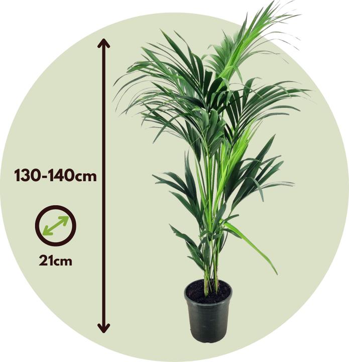 Actual product image Plant in a Box Howea forsteriana - Kentia Palm (130 cm)