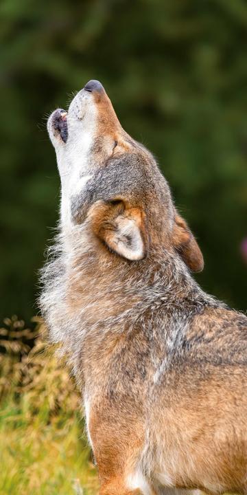 Produktbild Wölfe/Wolves 2026