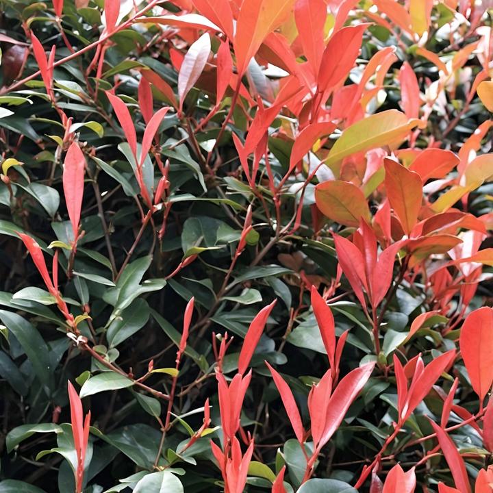 Immagine prodotto Plant in a Box Photinia fraseri Red Robin - set di 6 piante di nespolo (30 cm)