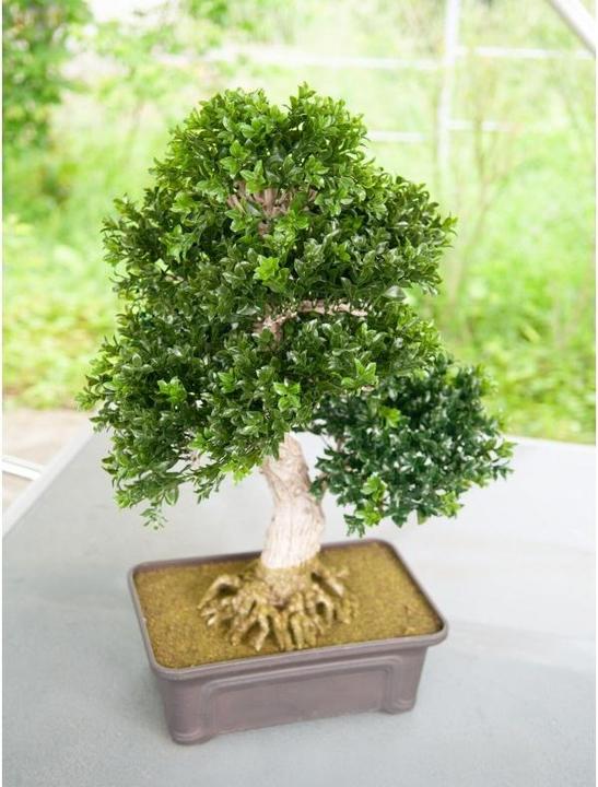 Produktbild Europalms Buchsbonsai (61 cm)