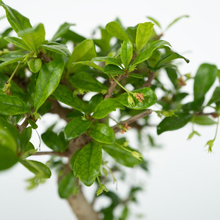 Actual product image Plant in a Box Bonsai Ligustrum, Carmona, Ficus Retusa, Syzygium, Sageretia - Bonsai Water System Stones (25 cm)