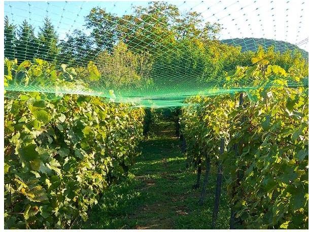 Produktbild Garden Lights VOGELSCHUTZNETZ 2 x 10 m