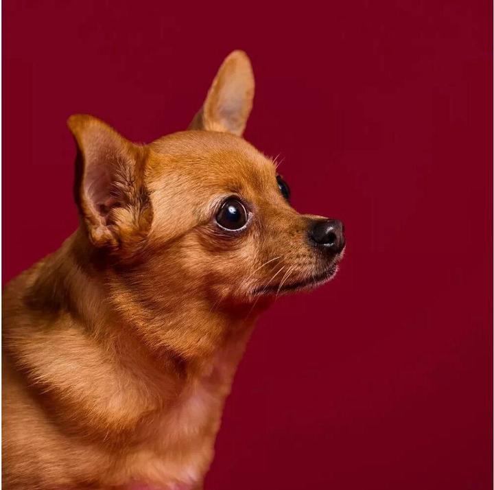 Produktbild Savage Hintergrund 1.35 x 11 m Crimson (135 cm)