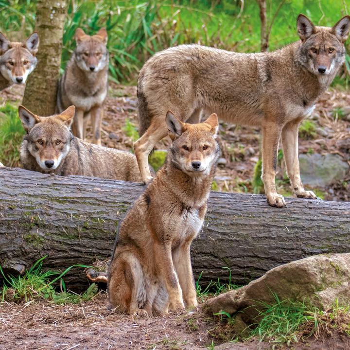 Produktbild Wölfe/Wolves 2026