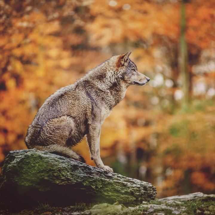 Produktbild Wölfe/Wolves 2026