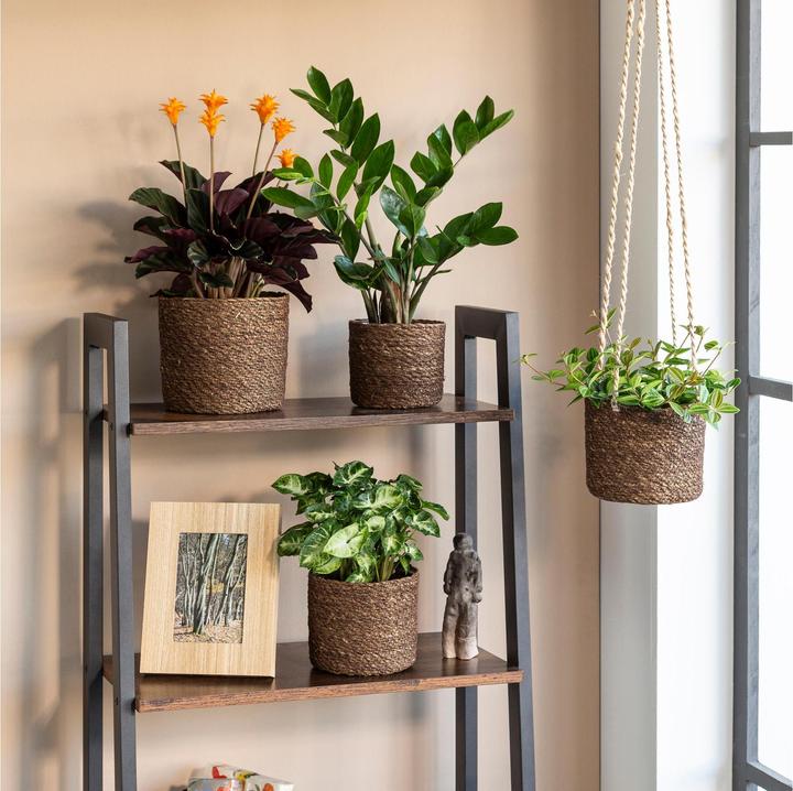 Produktbild Scheurich Blumenampel (15 x 13 cm)