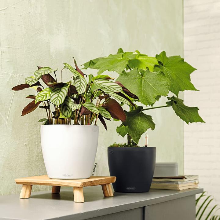 Actual product image Lechuza Classico Color