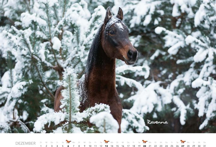 Produktbild Pferde Kalender 2026 Wandkalender