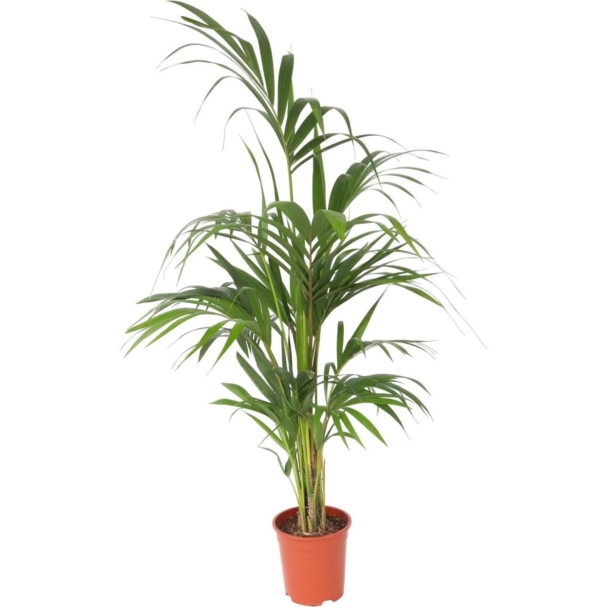 Plant in a Box, Pflanzen, Howea forsteriana - Kentia Palme (130 cm)