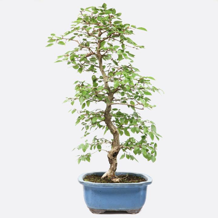 Produktbild Bonsai.ch Carpinus coreana Koreanische Hainbuche